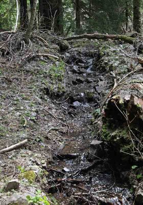 Creek Flowing on Upper Lake Creek Trail