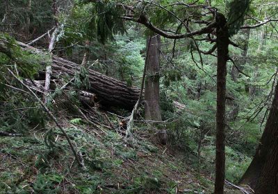 View from above the trail (trail is on far right)