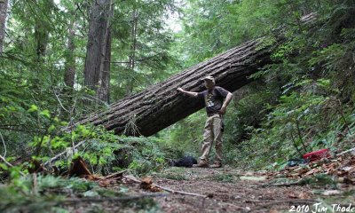 The 44 fir log to be cut to clear the wilderness trail