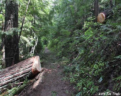The cleared trail