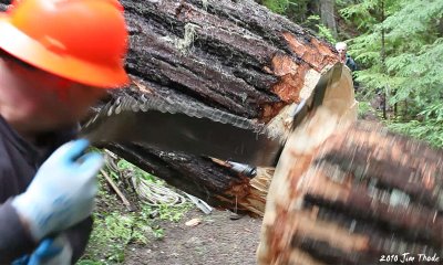 Falling log 3