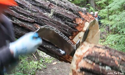 Falling log 5