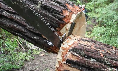 Falling log 6