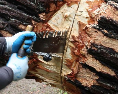 Undercut was offset 1/2 to allow the right log to fall away without hanging on the left log