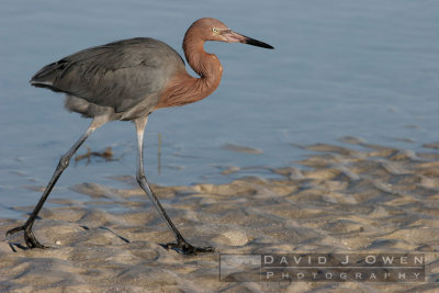 021006-029 Reddish Egret