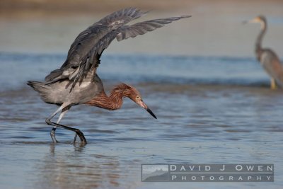 021006-056 Reddish Egret