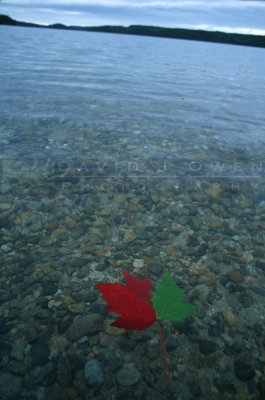 15589 Maple leaf in Argo Lake
