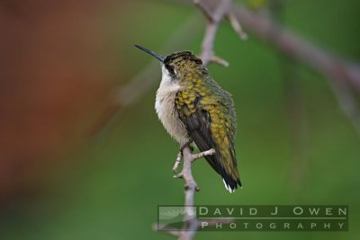 091905-061 Hummer perched