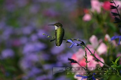 091905-086 Hummer perched