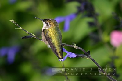 091905-108 Hummer perched