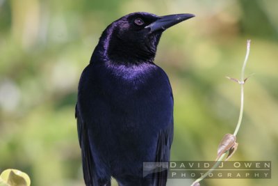 020906-041 Grackle
