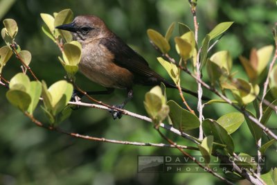 020906-070 Grackle