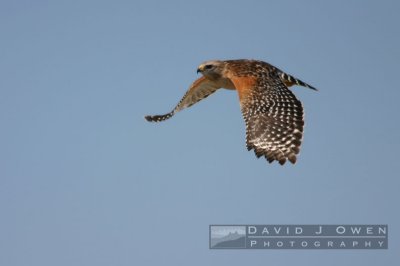 Hawks