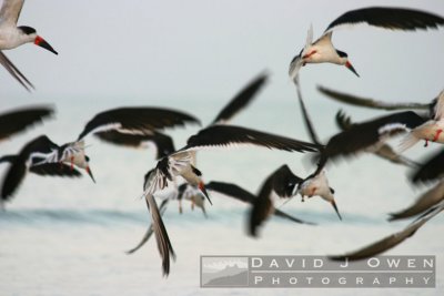 021805-02 Black skimmers in flight