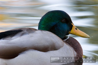 100106-020 Mallard
