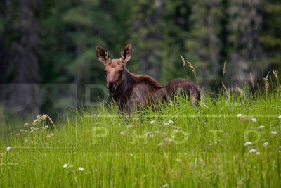 080406-018 Moose calf
