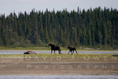 080506-019 Moose  calf on first puddle