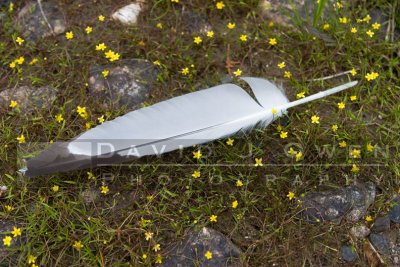 080806-058.1 Gull Feather and Spearwort