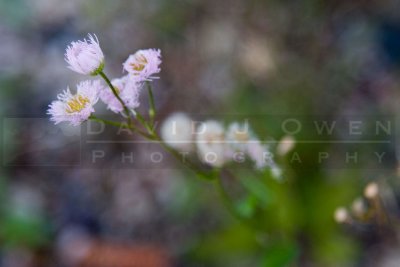 081606-036.1 ? Aster