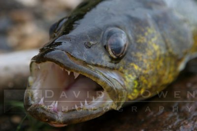 082106-057.1 Walleye
