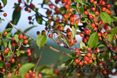 092406-002 Ruby-throated hummingbird