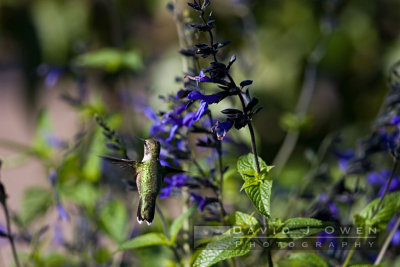 092406-028 Hummer and salvia