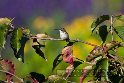 Hummingbirds