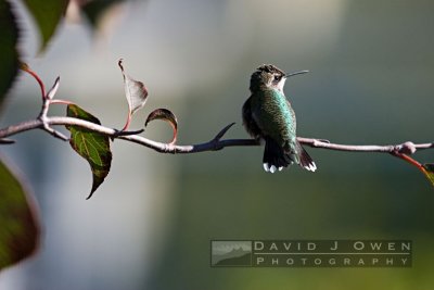 092406-038 Hummer perched