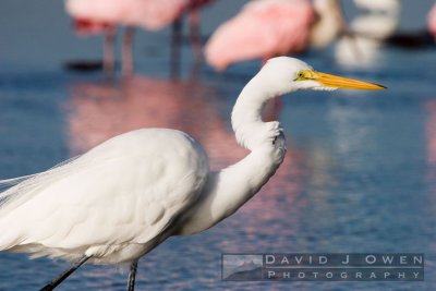 020907-020 Great Egret