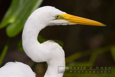 021107-108 Great Egret