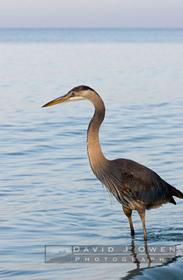 Herons