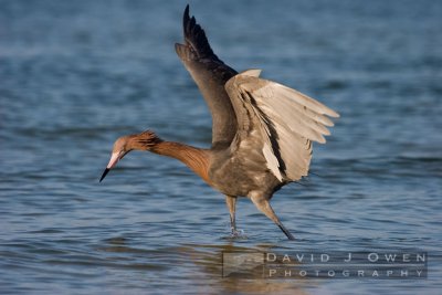 021307-030 Reddish Egret