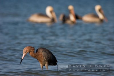 021307-032 Reddish Egret