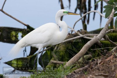 021307-118 Great Egret