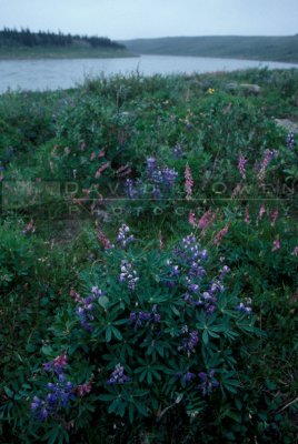 11321 Lupine  Vetch on Coppermine