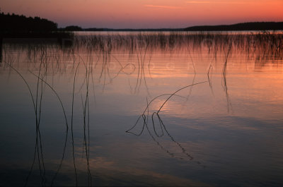 15492 Sturgeon Lake sunset reeds