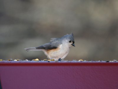 birds