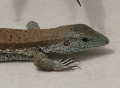 grenada