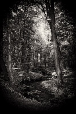 Into the woods...