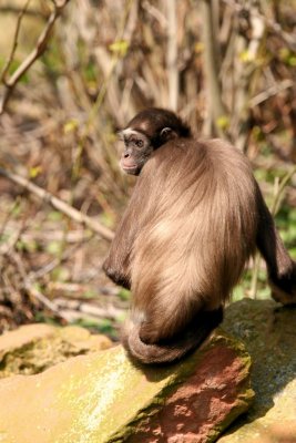 Frankfurt Zoo