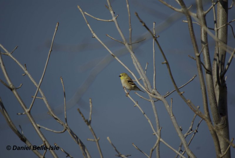 Chardonneret en plumage dhiver