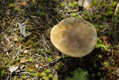 Quelques champignons