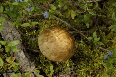 Champignon