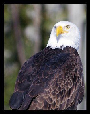 Photos d'oiseaux