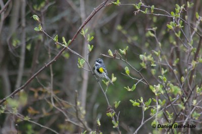 Paruline  croupion jaune