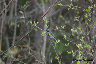 Paruline  croupion jaune