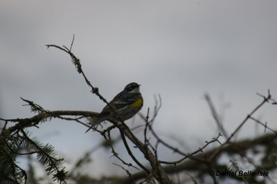Paruline  croupion jaune