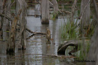 Bihoreau a la chasse