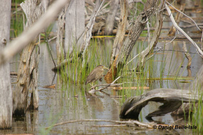 Bihoreau a la chasse