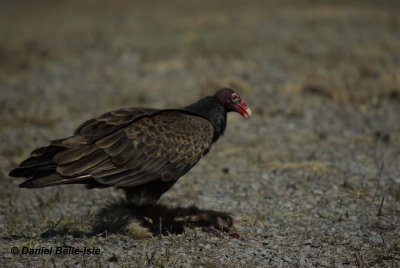 Urubu  tte rouge